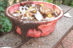 1185183_10151878684833537_1359228559_n